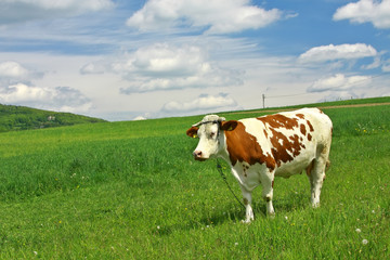 Fototapeta na wymiar Cow on the Field