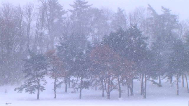 Pine Trees in Snowstorm