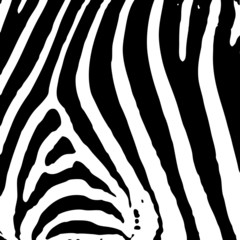 zebra print © Nicemonkey