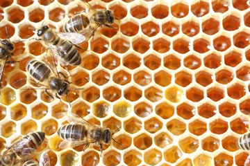 Fotobehang abeilles sur cadre de miel © Claude Calcagno
