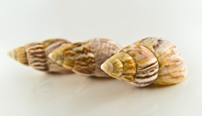 Shells