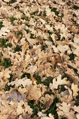 feuilles de chène