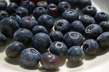 blueberries in the sun