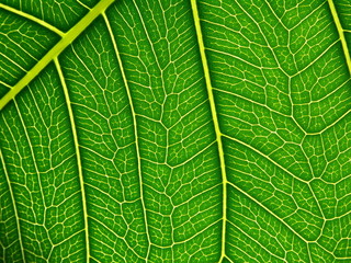 Green Leaf