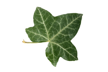 Efeublatt freigestellt
