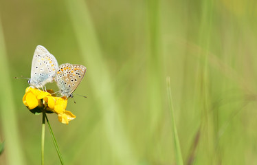 deux beaux papillons