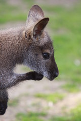 Bennett-K&auml;nguru