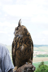 Eule