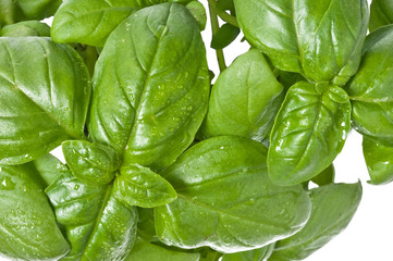 fresh basil