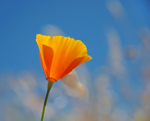 Obraz premium California poppy - Eschscholzia californica
