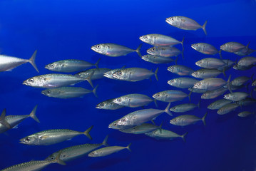 School of Sardines © goldenangel