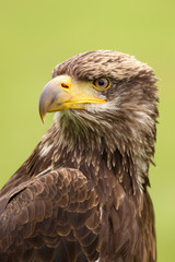 Obraz premium Portrait of a young bald eagle