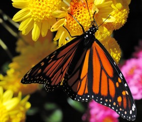 Butterfly (Monarch, Danaus plexippus)