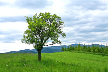 Fototapeta na wymiar Green landscape