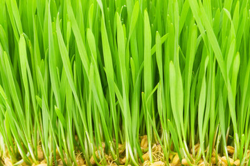 Fototapeta na wymiar Close up of green grass