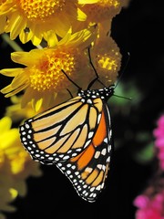 Butterfly (Monarch, Danaus plexippus)