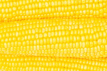 Extreme close up of yellow corn cobs