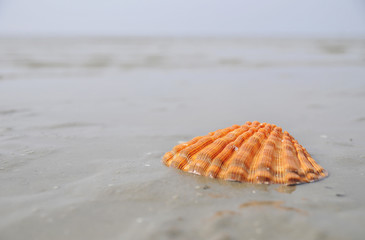 orange shell