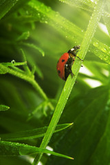 Fototapeta premium Upwards to sun