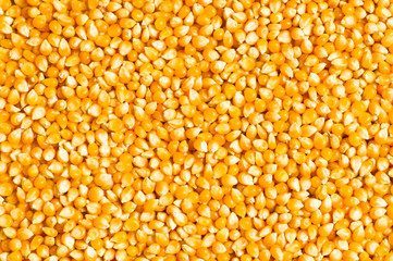 Bright corn kernels arranged as the background