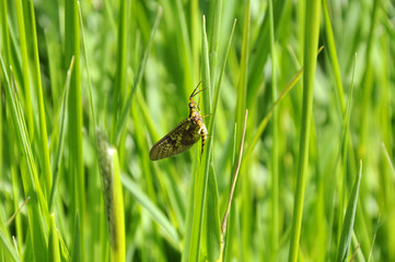 Libelle