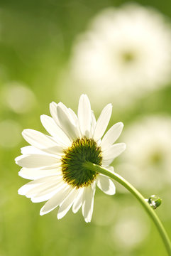 summer flowers, Margeriten, Hochformat, Textraum, copy space