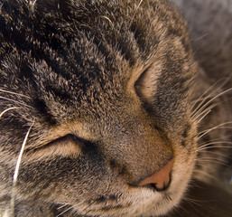 Detail of a sleeping cat