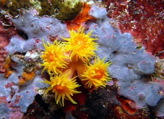 blühende Korallen bei Nacht