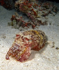 Zehnarmiger Tintenfisch (Sepia)