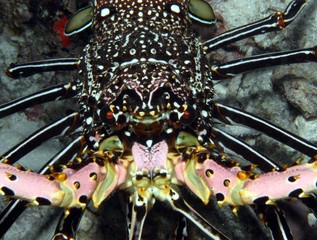 Gabeldornlanguste (Panulirus penicillatus) © airmaria