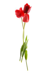 beautiful spring flowers