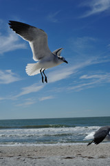 Fototapeta na wymiar Albatros