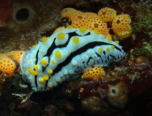 Giftige Warzenschnecke (Phyllidia varicosa)