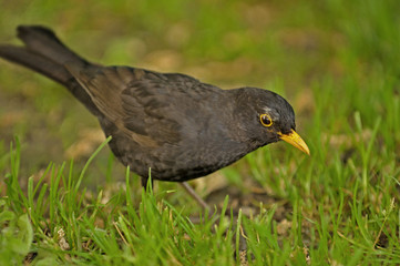 Amsel