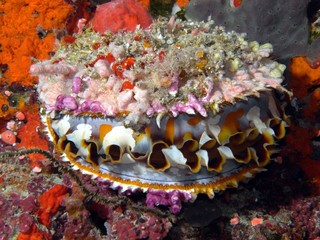 Stachelauster (Spondylus squamosus) © airmaria