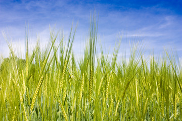 field of wheat