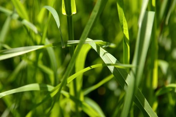 gras, grün, wiese, gruen