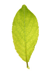 green leaf isolated on a white