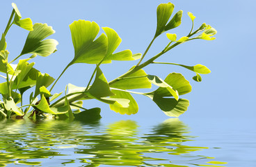 Leaves from Maidenhair Tree