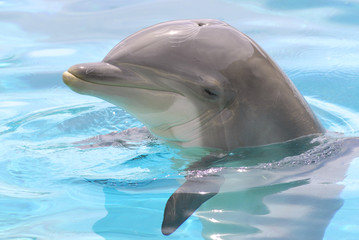 Portrait de profil d'un grand dauphin dans l'eau - obrazy, fototapety, plakaty