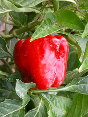 Bulgarian pepper to bush