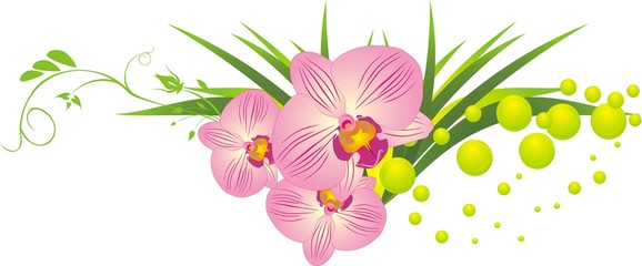 Orchids and grass. Vector