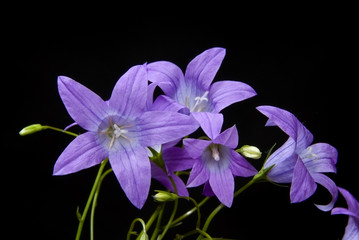 bell flowers