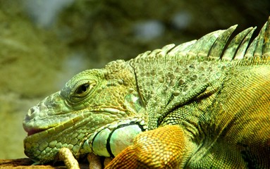 Grüner Leguan (Iguana iguana)