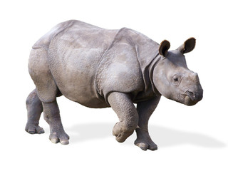Isolated Baby Rhino