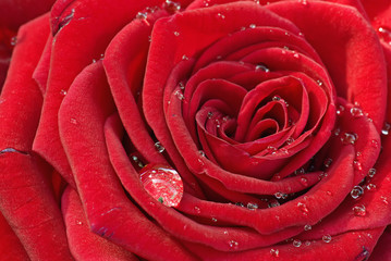 Rote Rose