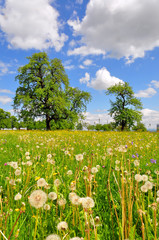 A meadow in spring, southwestern Germany - obrazy, fototapety, plakaty