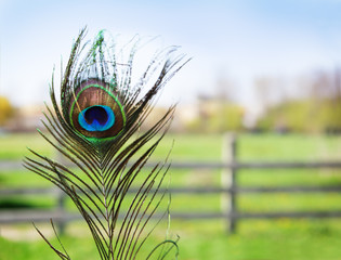 Peacock Feather