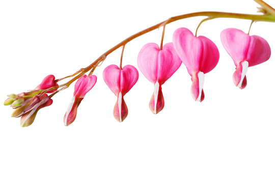 Bleeding Heart Flower