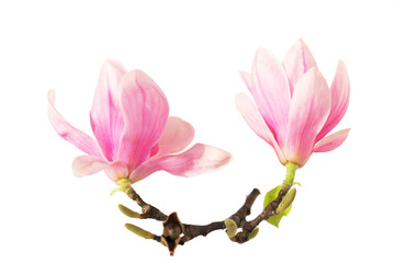 Obraz na płótnie Canvas Dwa magnolia na oddział